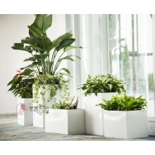 專注室內(nèi)綠植服務(wù)8年，綠植租賃，免費(fèi)養(yǎng)護(hù)，一站式商務(wù)空間